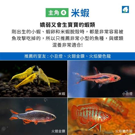 蛇魚好養嗎|蛇魚跟米蝦可以混養嗎